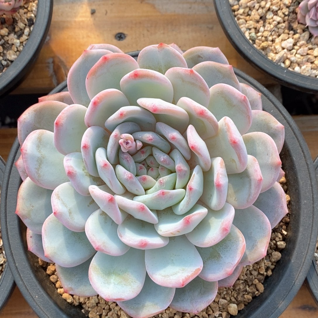 精品多肉一物一拍不包整734