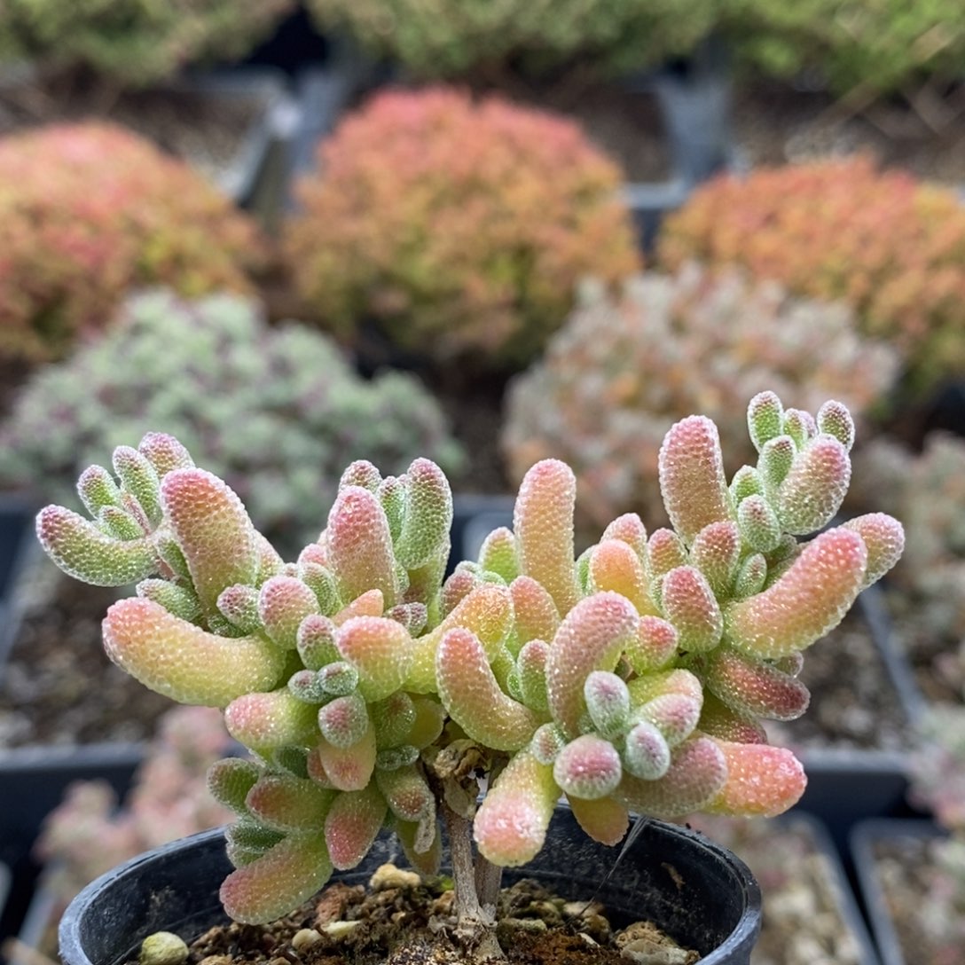 优选冰晶7322枝干番杏