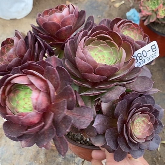 88 多肉清棚福利