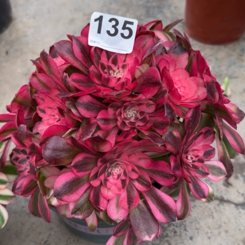 135荔枝25厘米左右