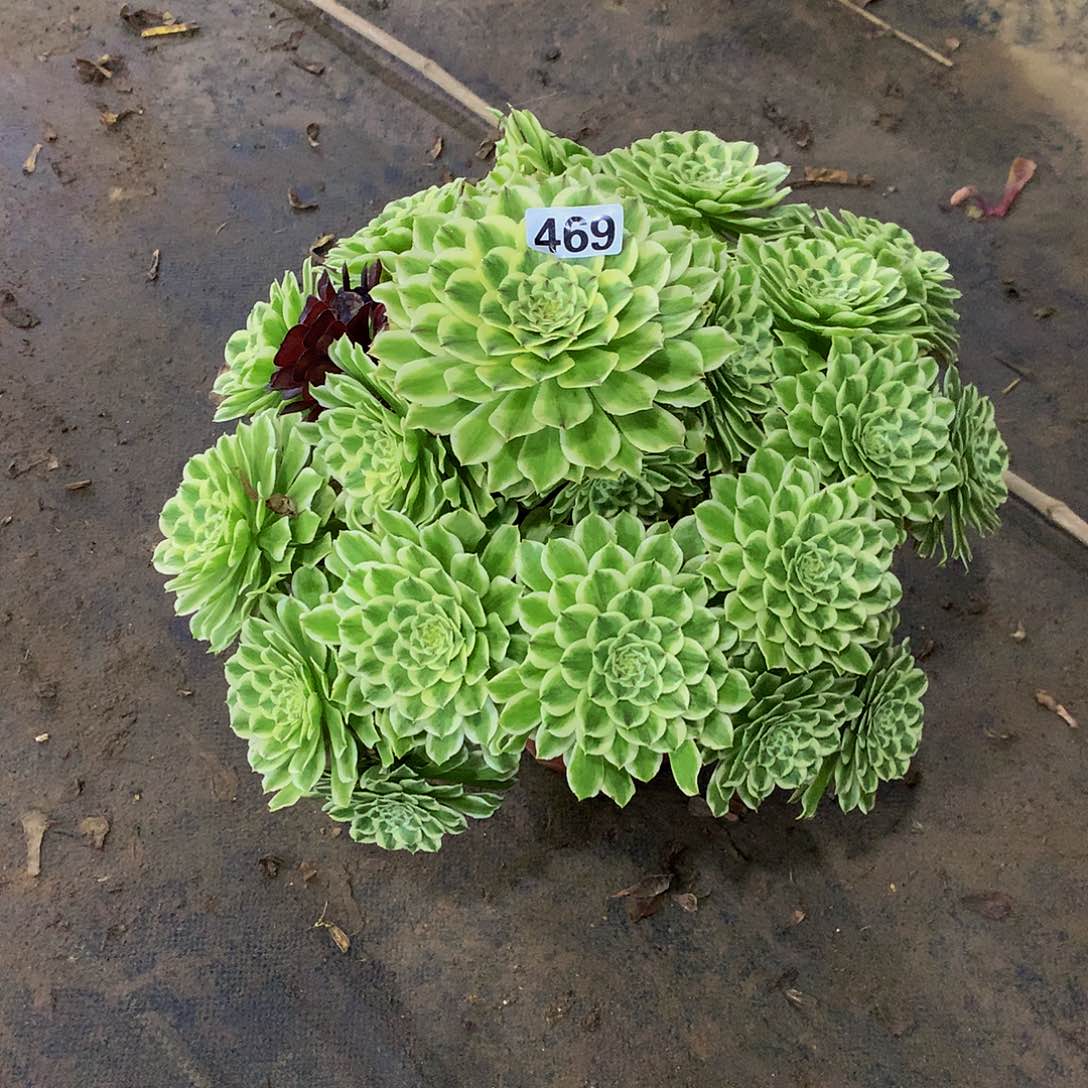 九*八469碧浪多肉888888888