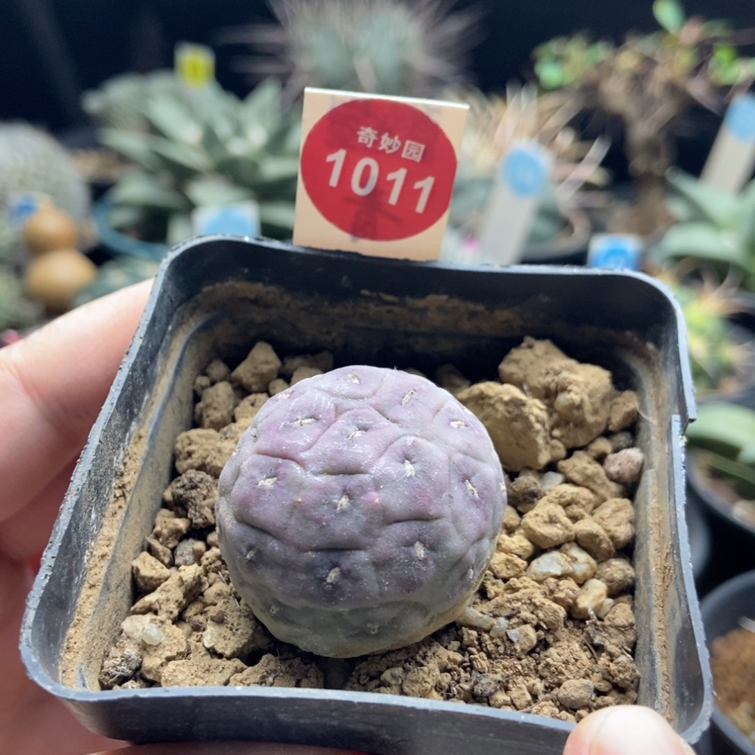 自根无刺紫皮习志野3.2cm