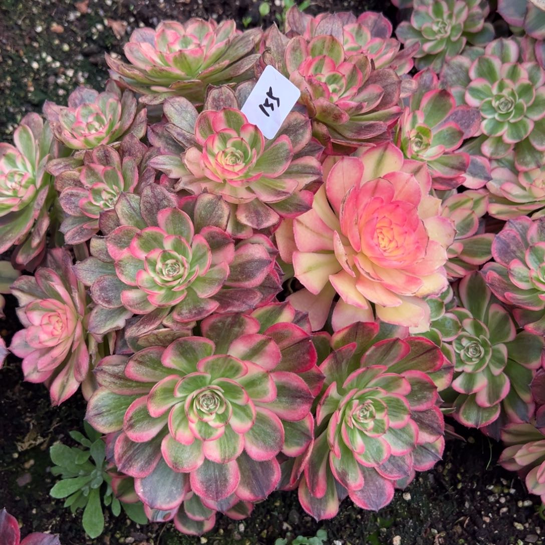 155分海神多肉多肉多肉