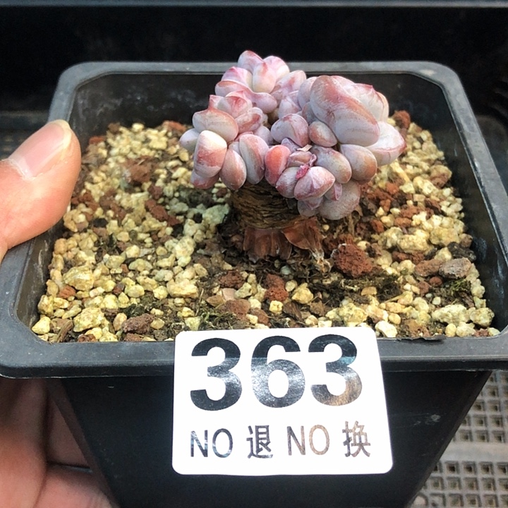 星影石榴籽福利出咯 363