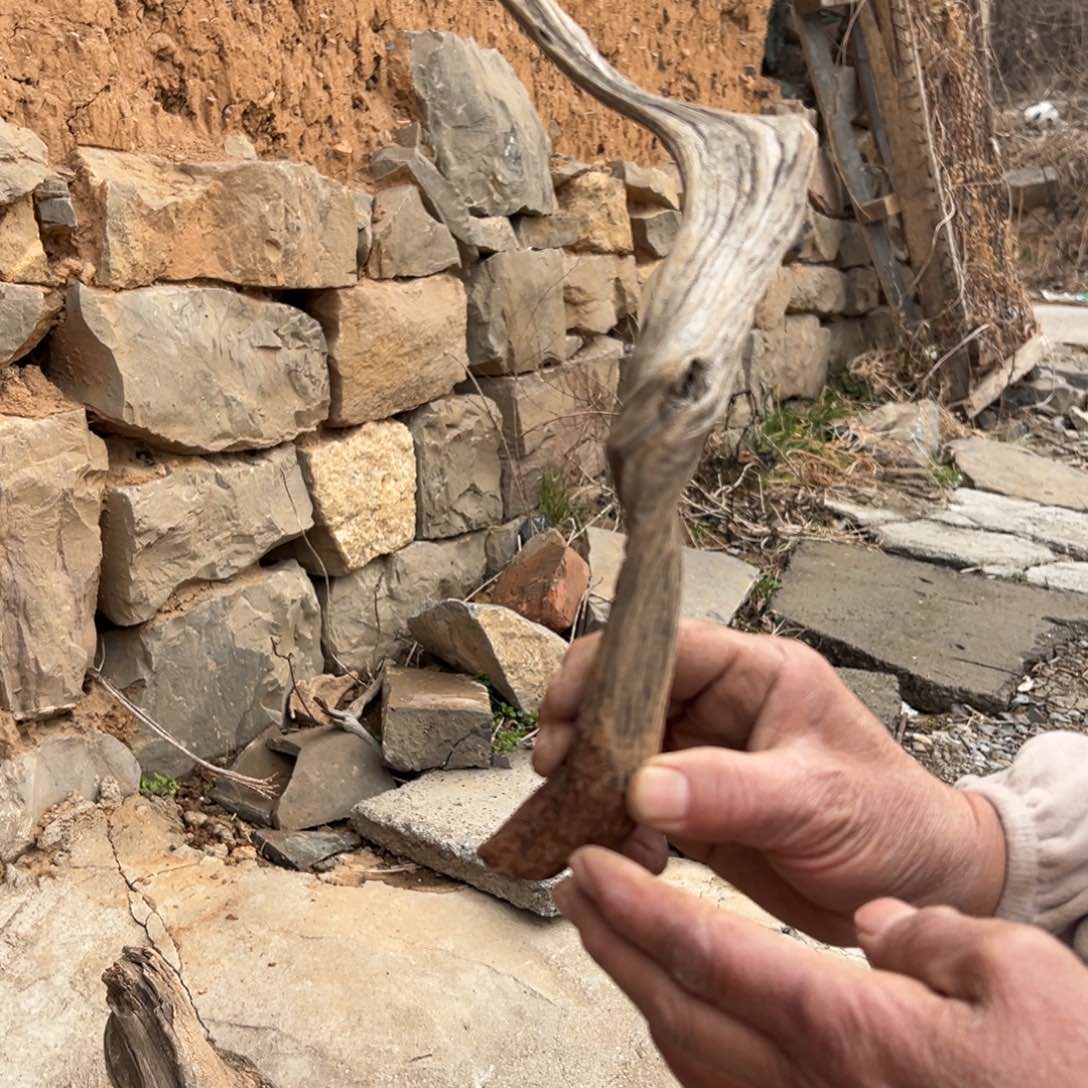 柏木（崖柏）乙*年