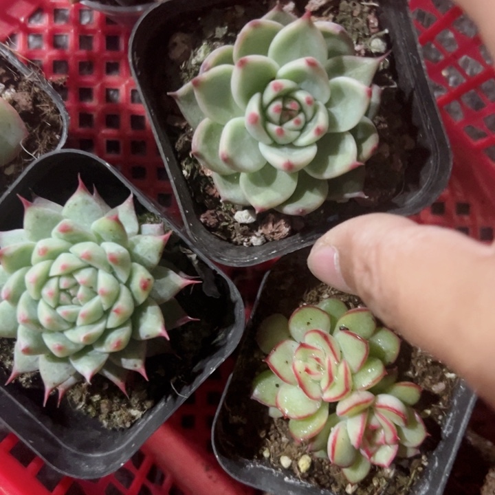 托斯卡精品多肉植物