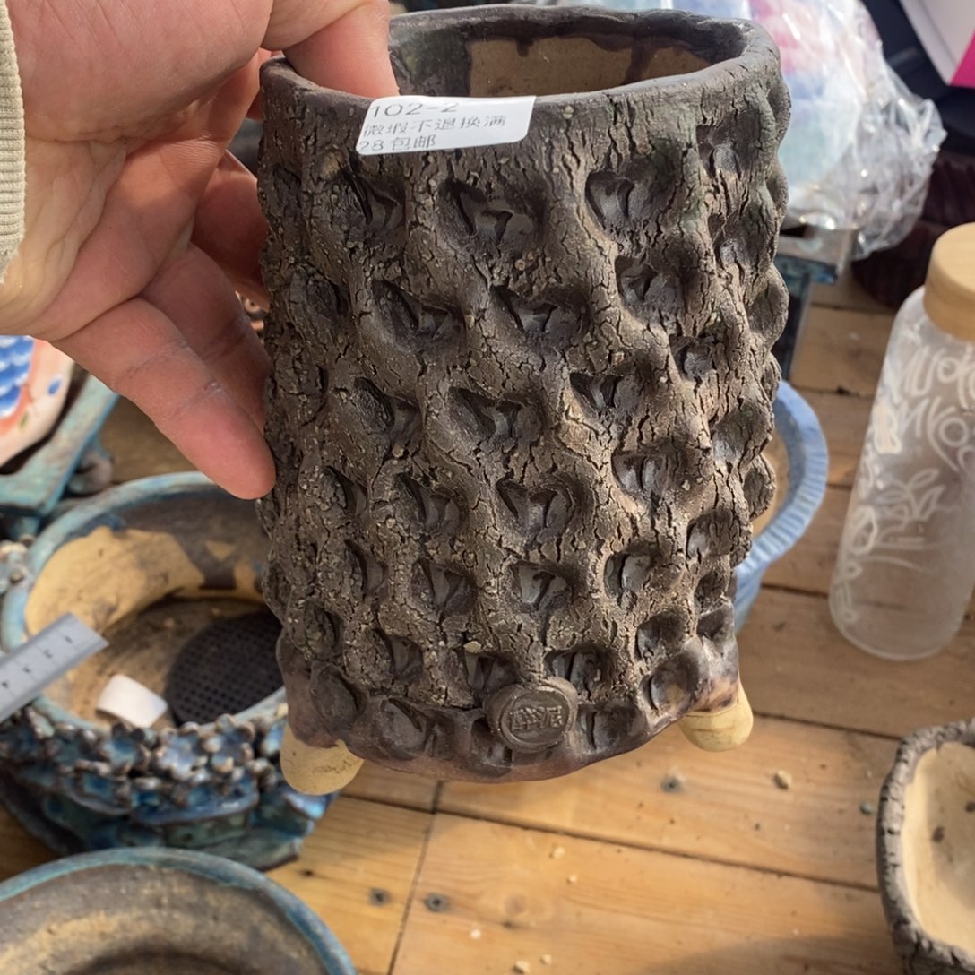 2号花盆内9.5高17