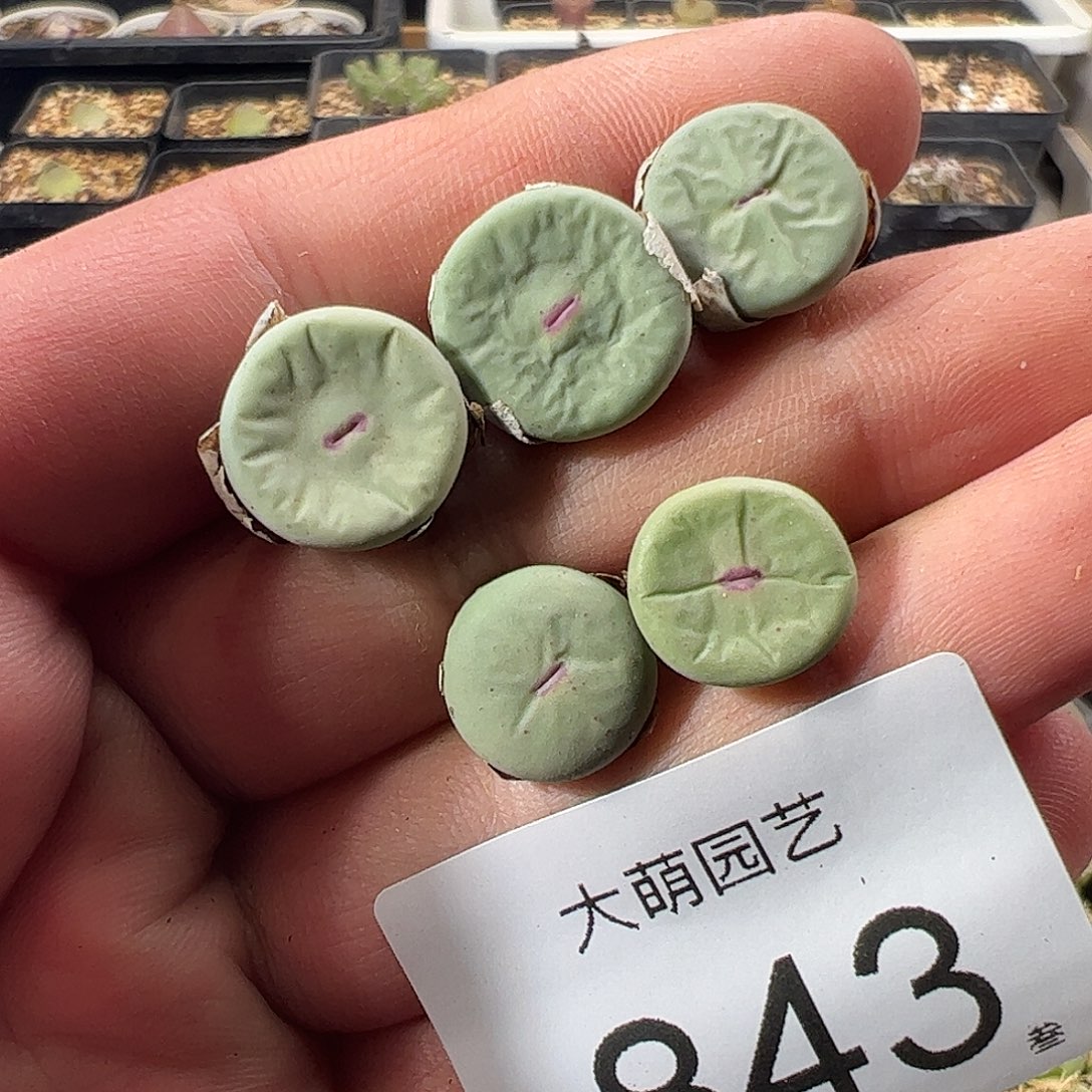 一物一拍。        843