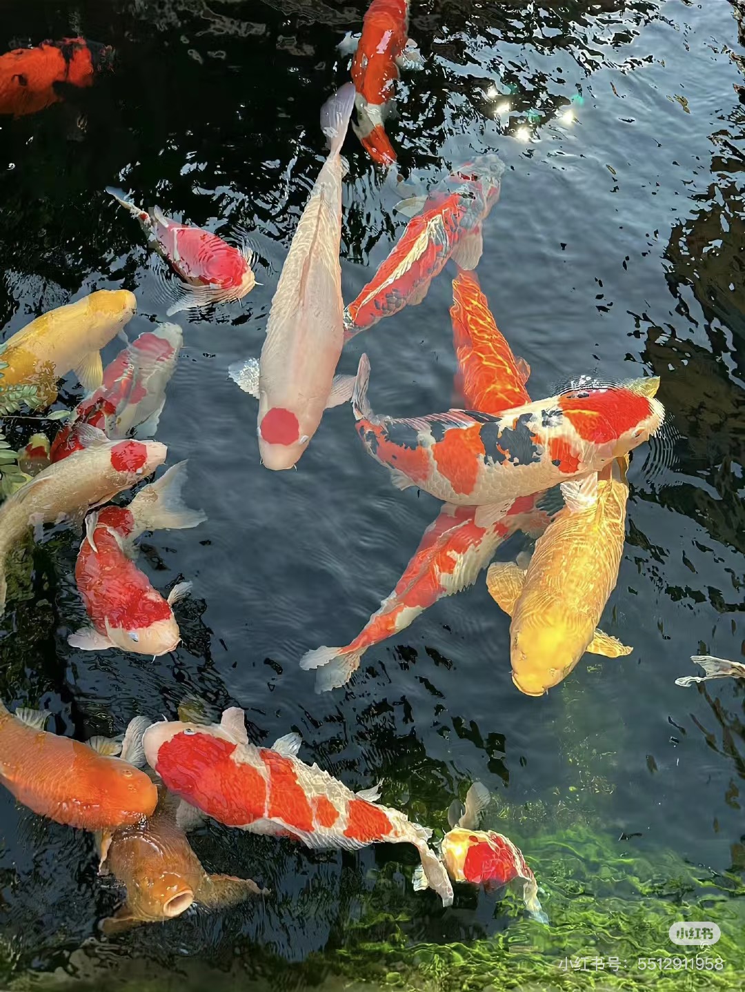 【五条装】德系龙鱼皮鲤金松叶孔雀银松叶锦鲤蝴蝶鲤观赏鱼冷水鱼