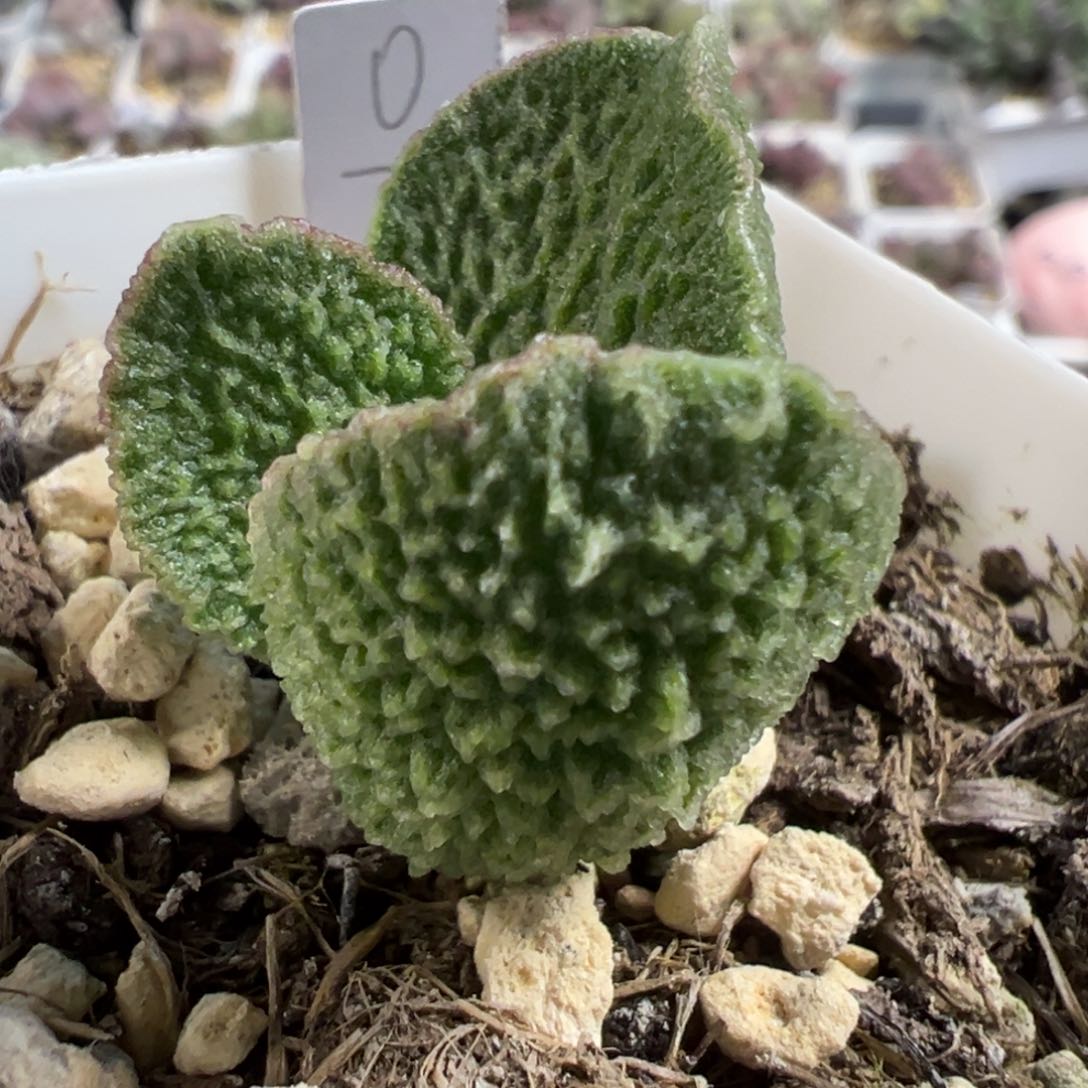 实生新品多肉植物水泡多肉植物