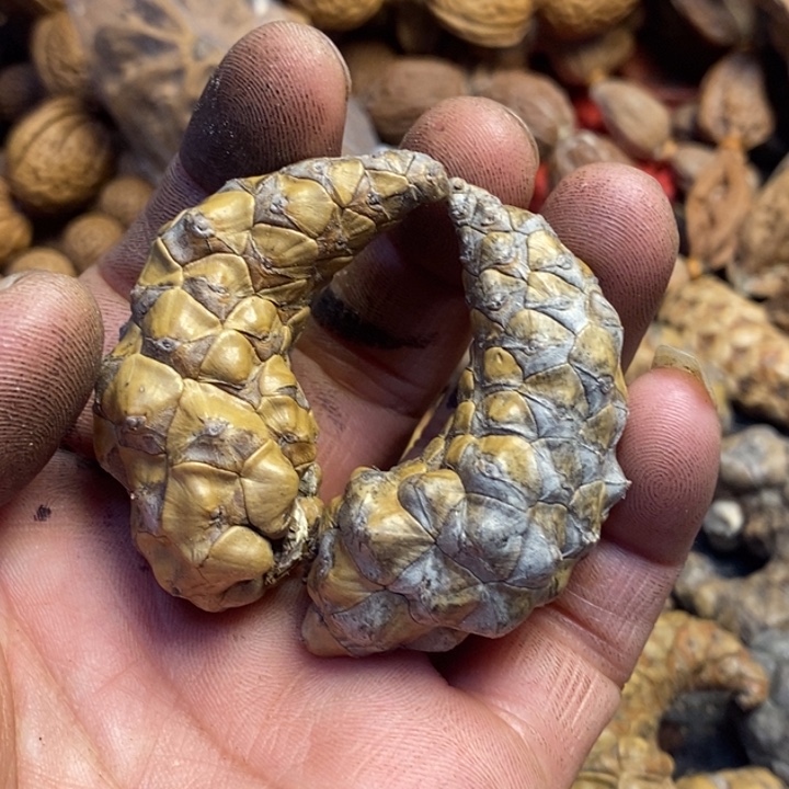 ༺***༻文玩核桃吊坠东北特产299