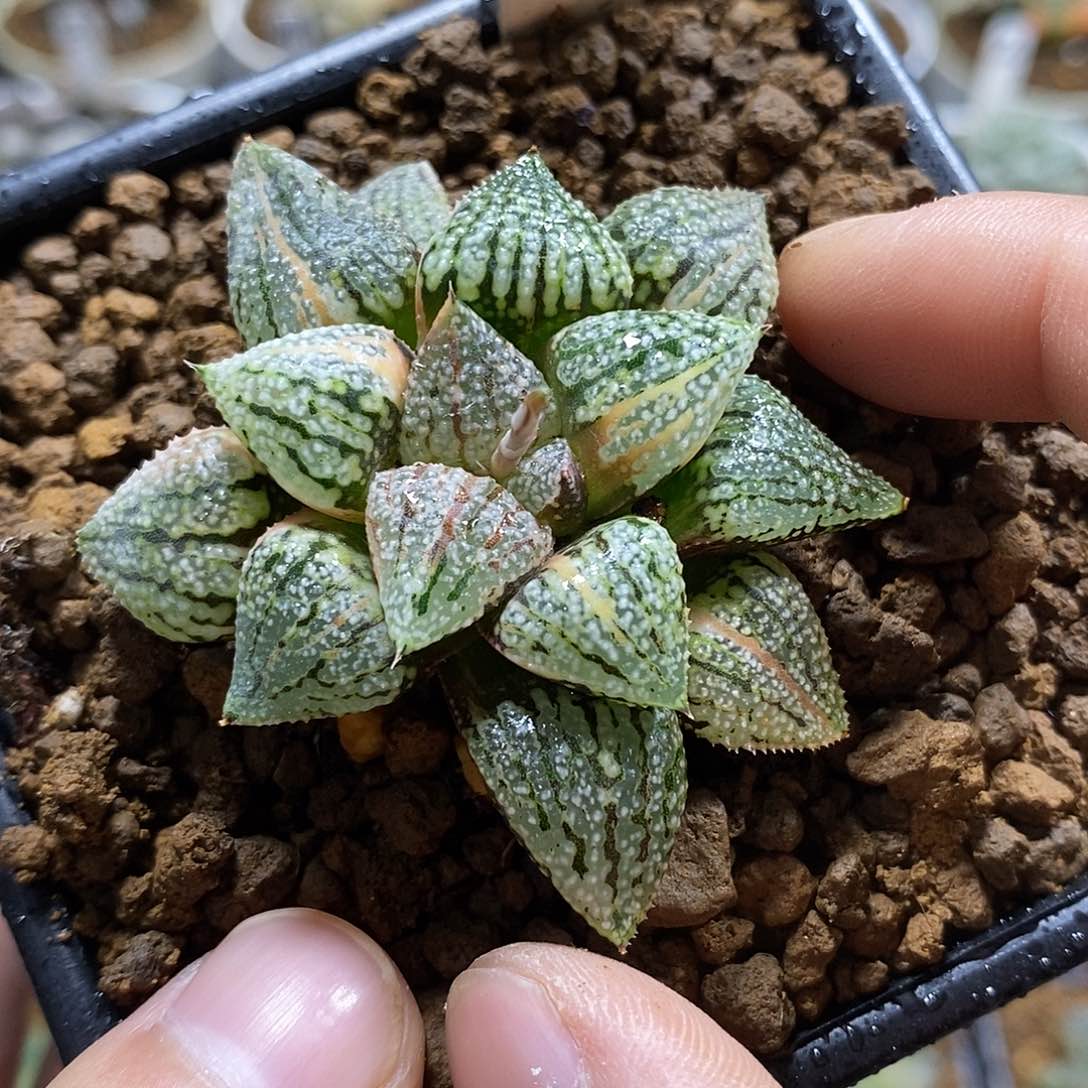 27深海白银锦十二卷多肉