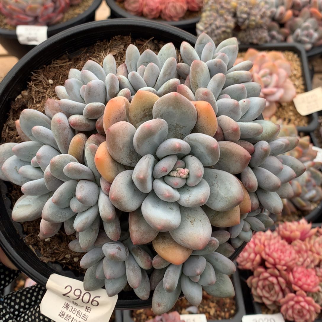 18厘米11头无砍香水多肉2906