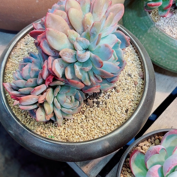 全明星一物一拍孤品