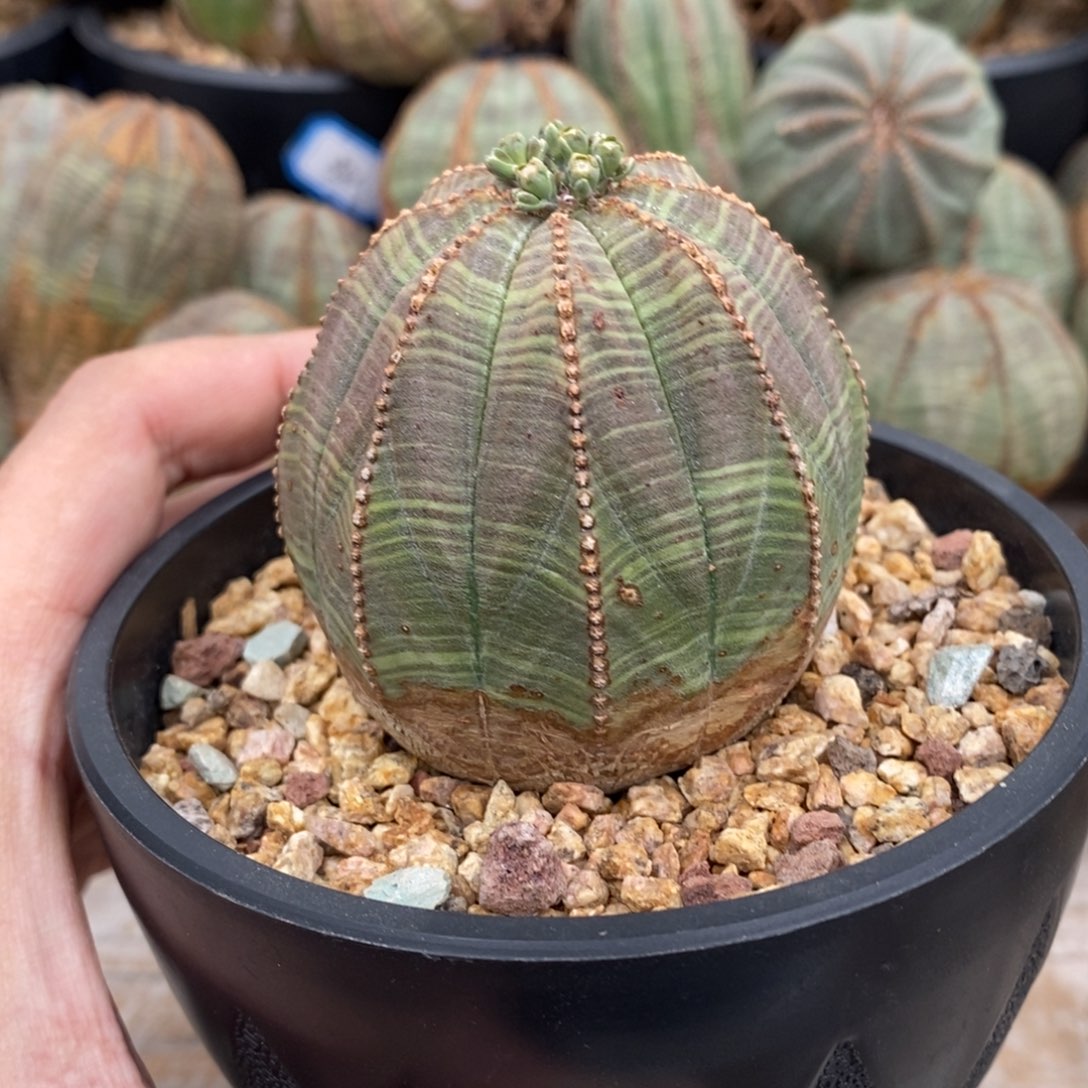 6 欧系实生布纹球多肉植物