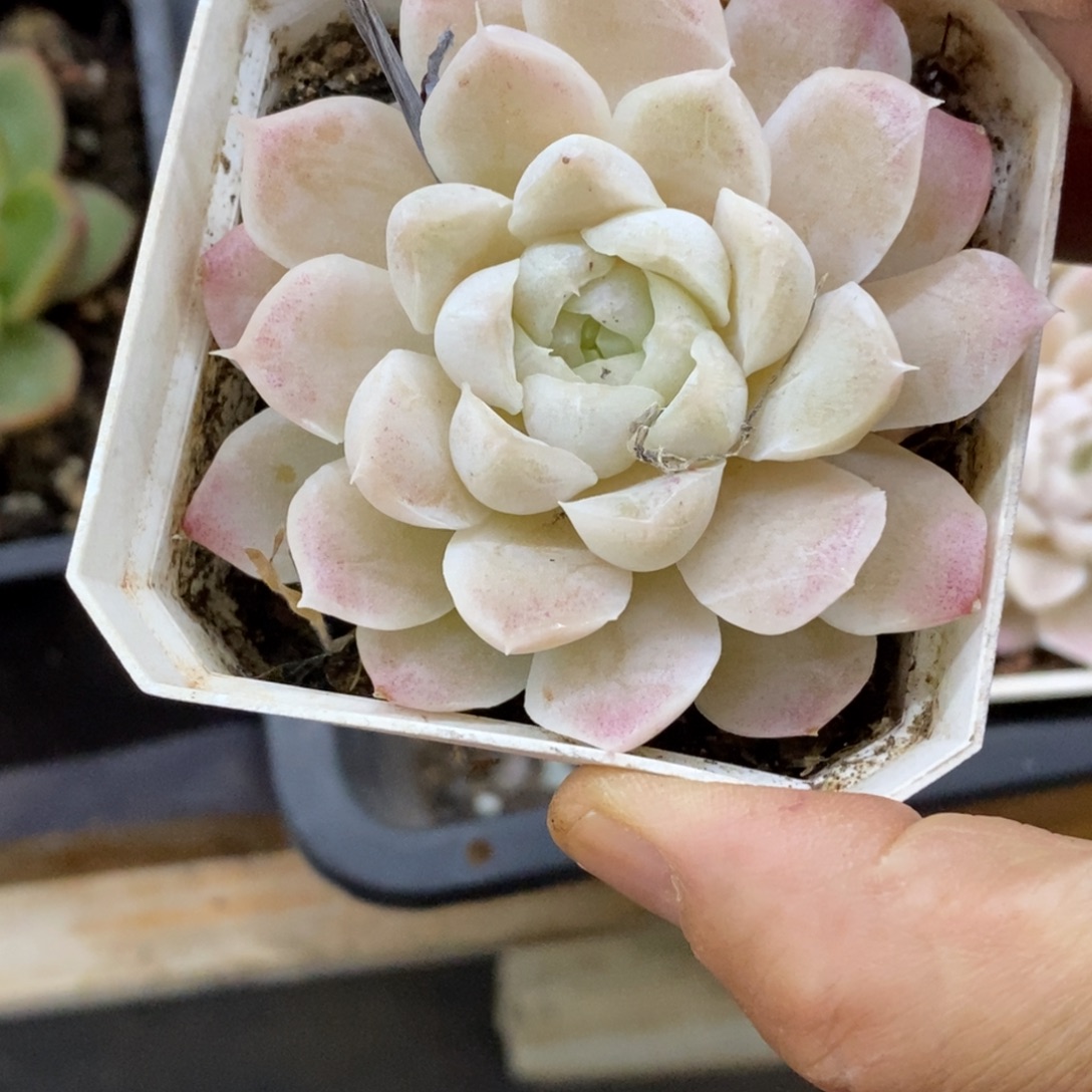 精品多肉一物一拍不包整298