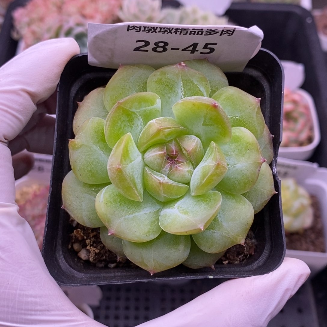 【闪购商品】28-45玉笛