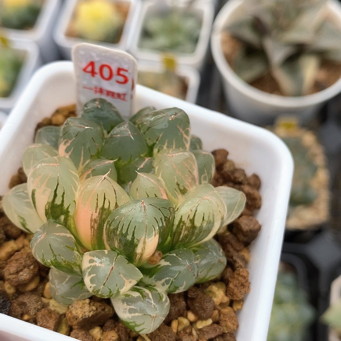 405号实生玉露锦一物一拍