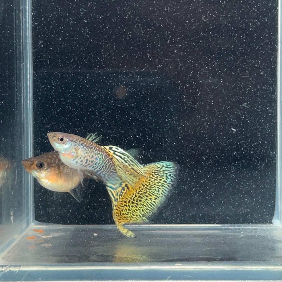 孔雀鱼黄蛇种鱼一对