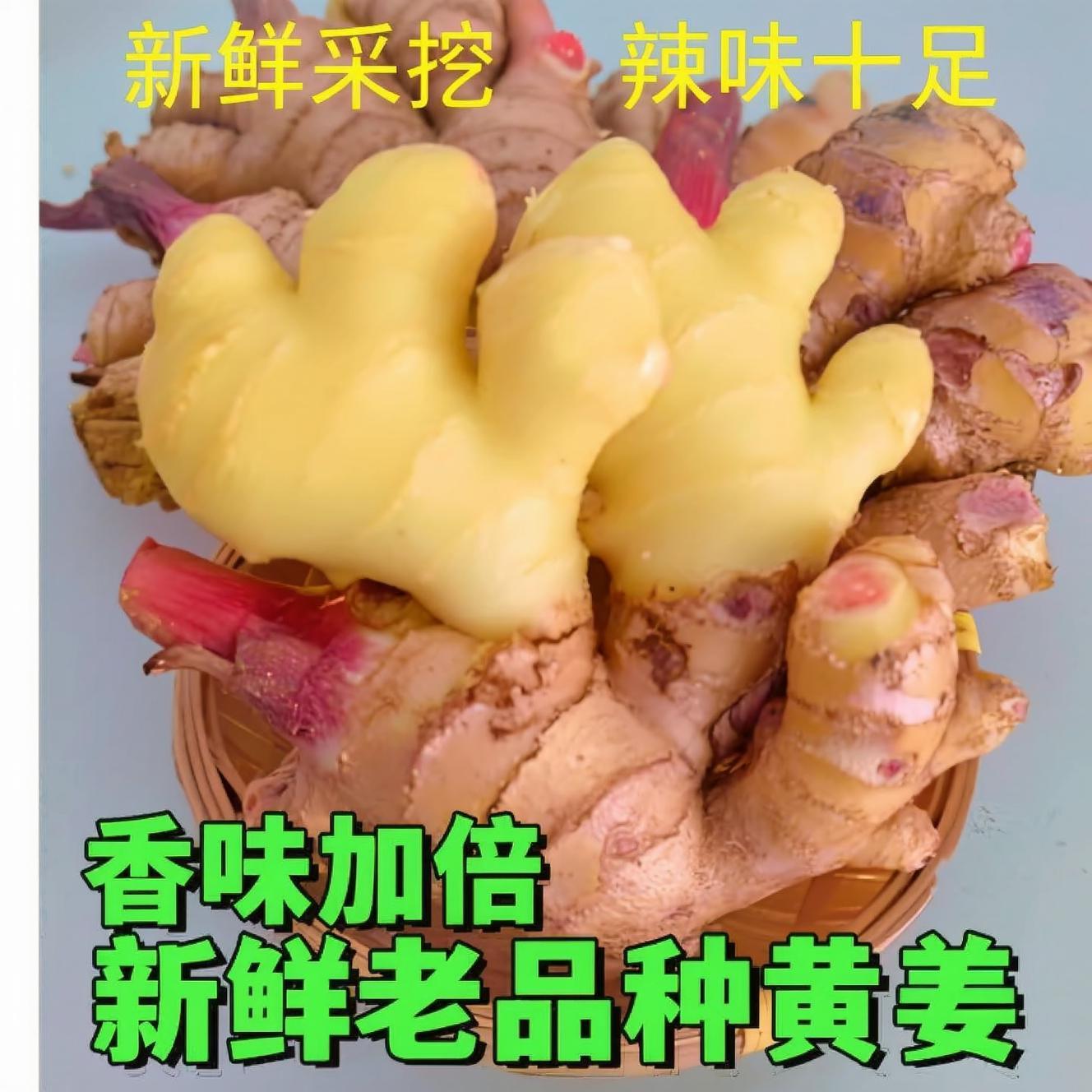 云南老品种黄姜新鲜现挖生姜老姜月子姜应季蔬菜农家自种鲜嫩黄姜