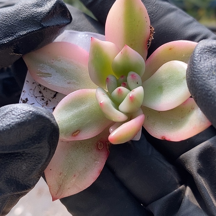 爱丽儿复轮锦多肉