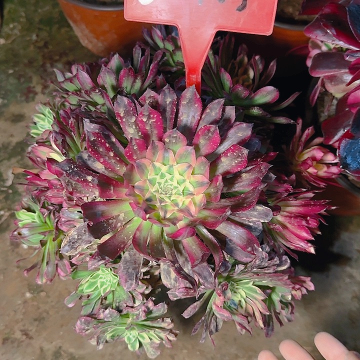 5-103天合多肉法师