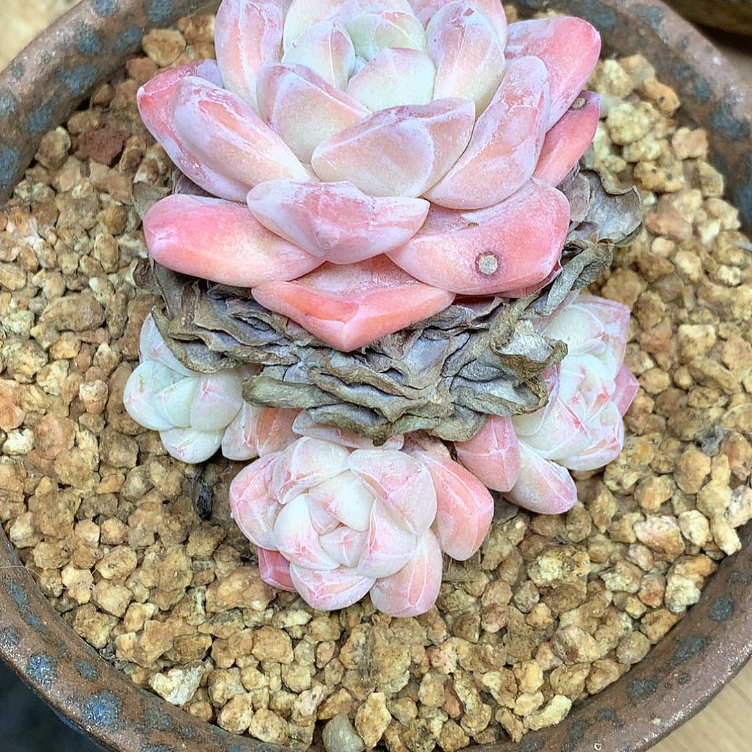冰玉冰玉冰玉冰玉