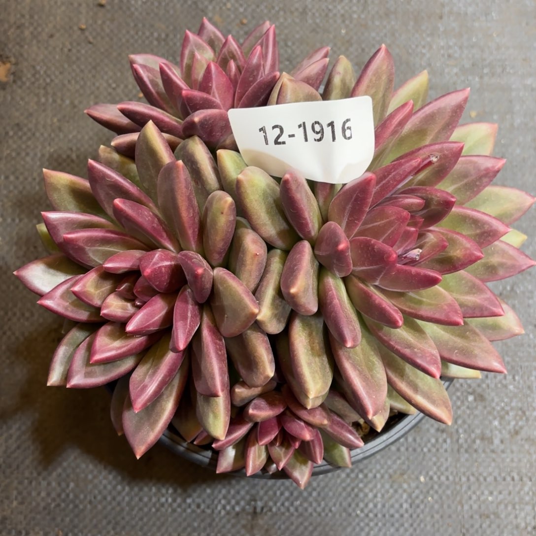 1916迷雾泡泡多肉植物