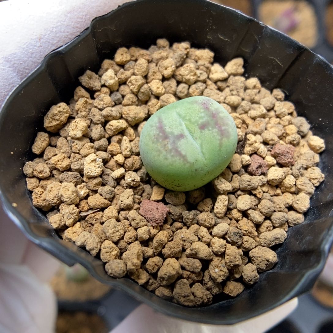 多肉植物肉锥杂交K-4112