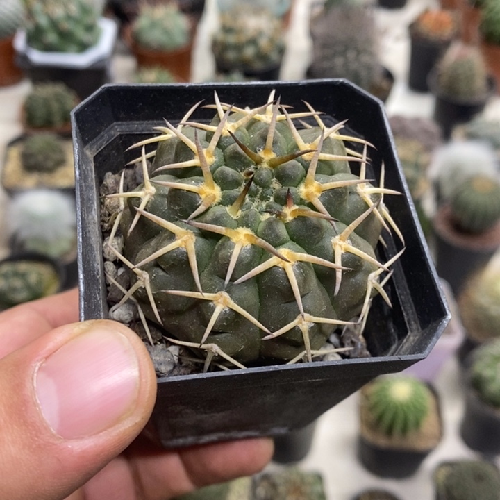实生守殿玉特价福利