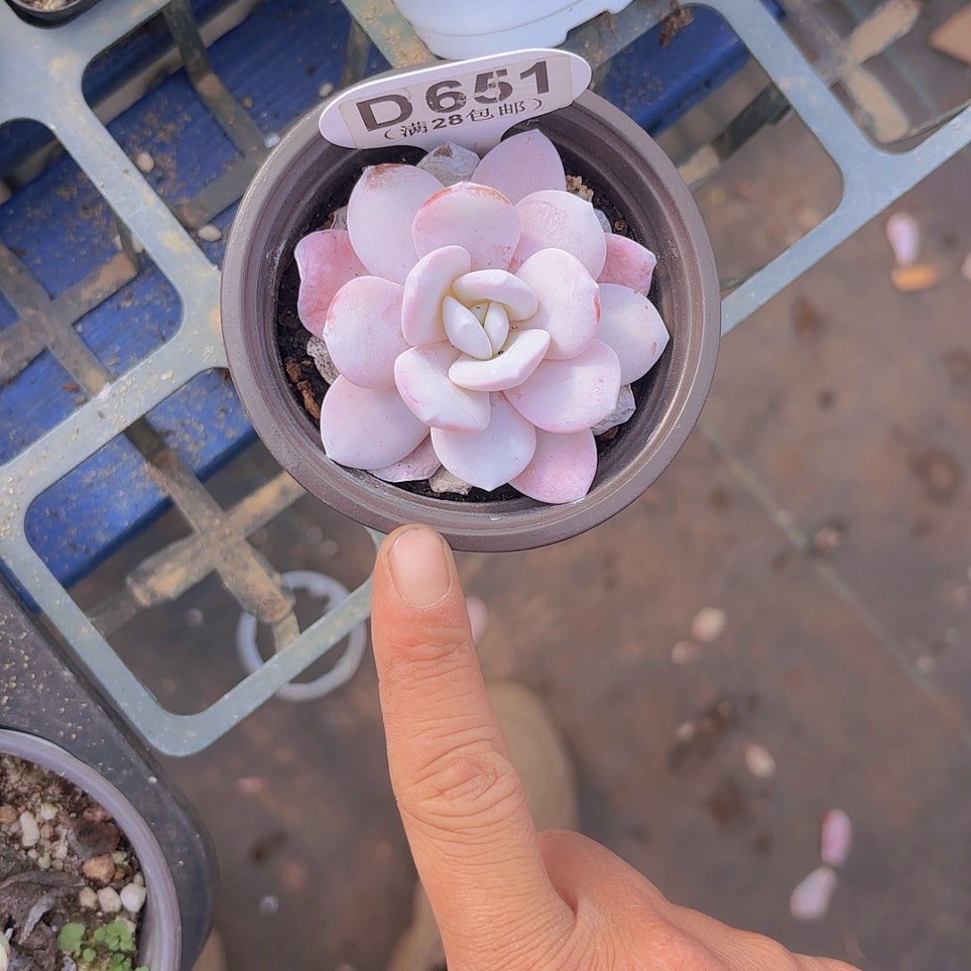 D651粉雪莲一物一拍