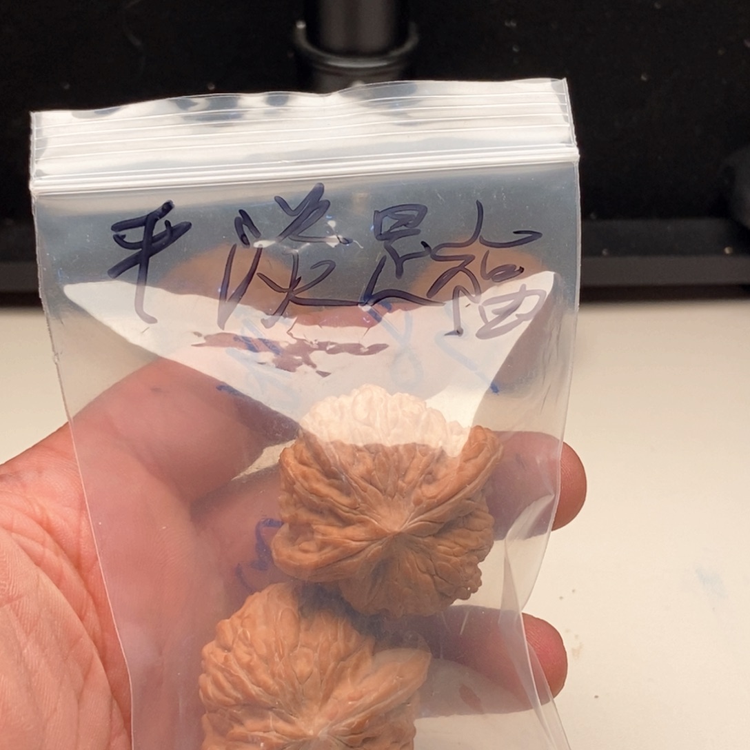 大叶紫檀（黑酸枝木类）文玩核桃磨盘狮子头