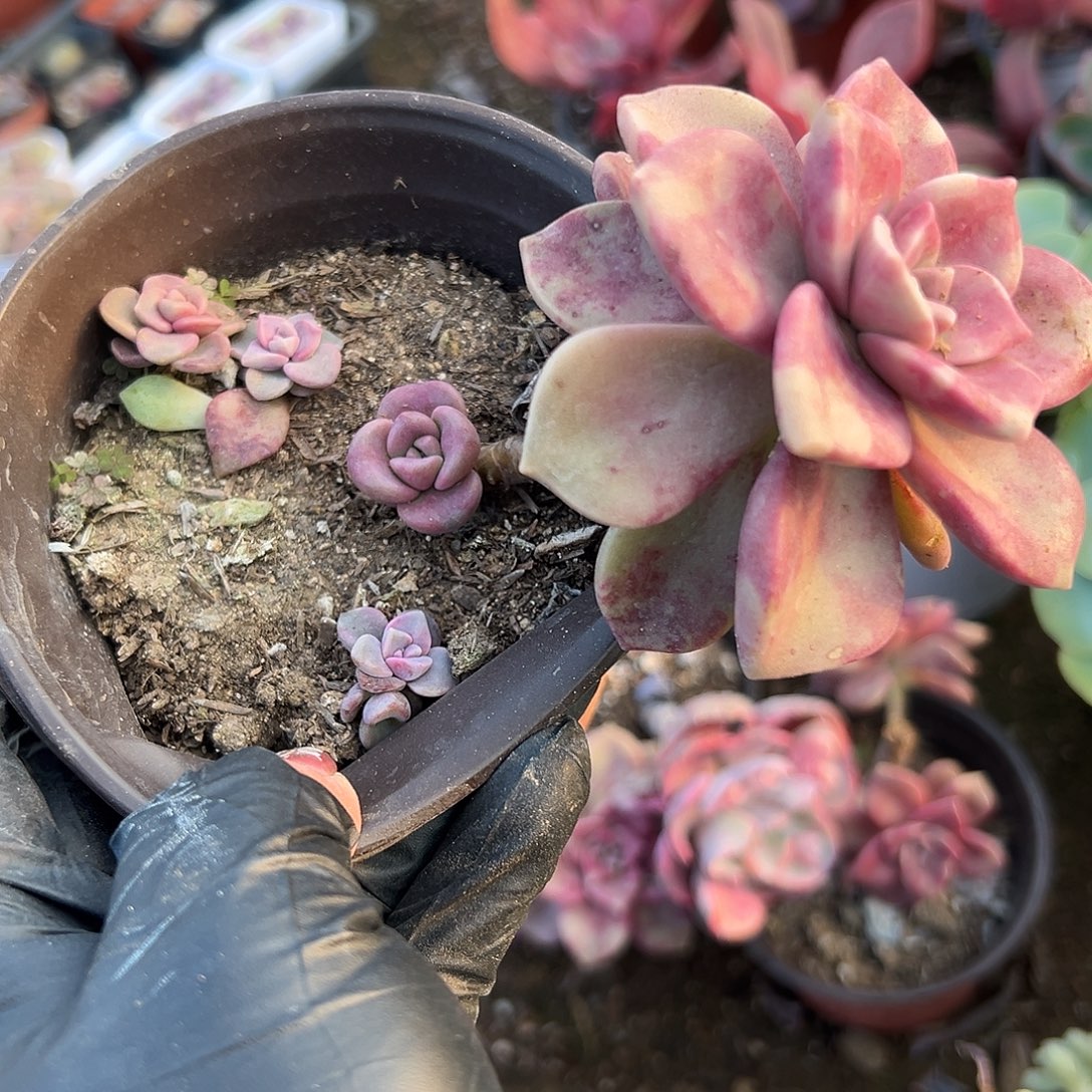 多肉植物鹅肝紫乐