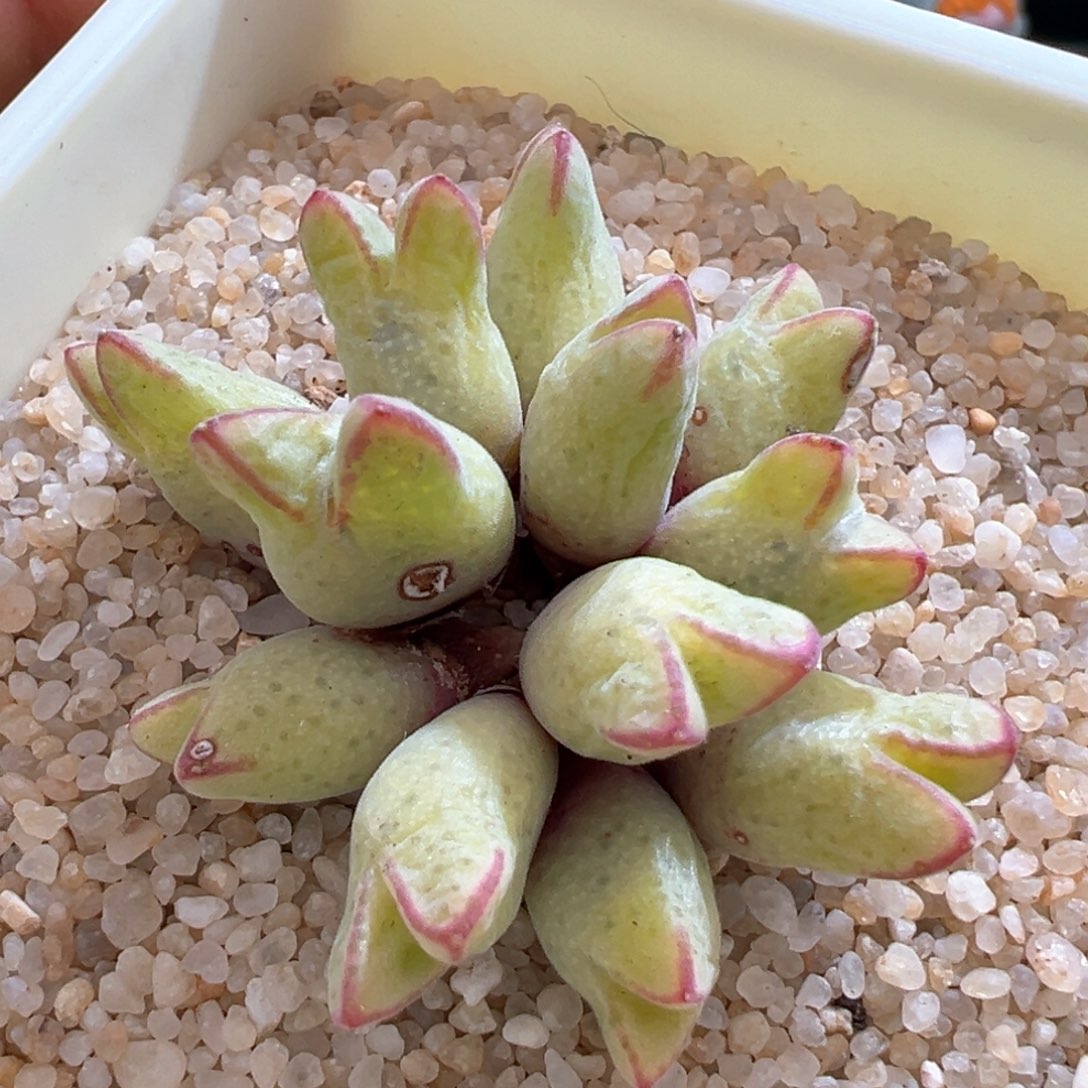 617。园艺优选985猪蹄。小干疤福利