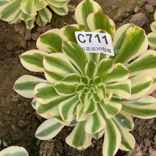 711保时捷多肉植物