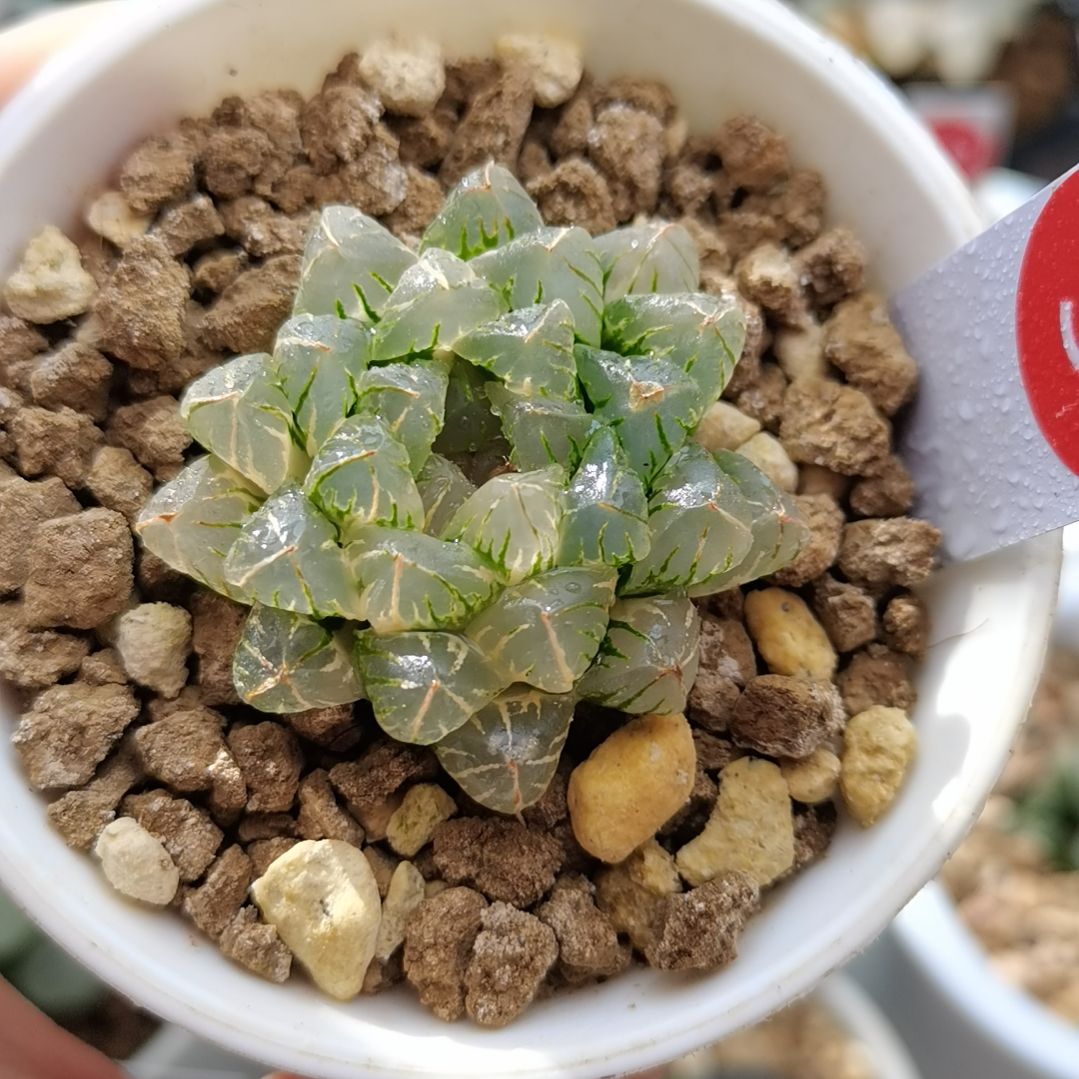 5号萩原玉露锦一物一拍带盆土发货