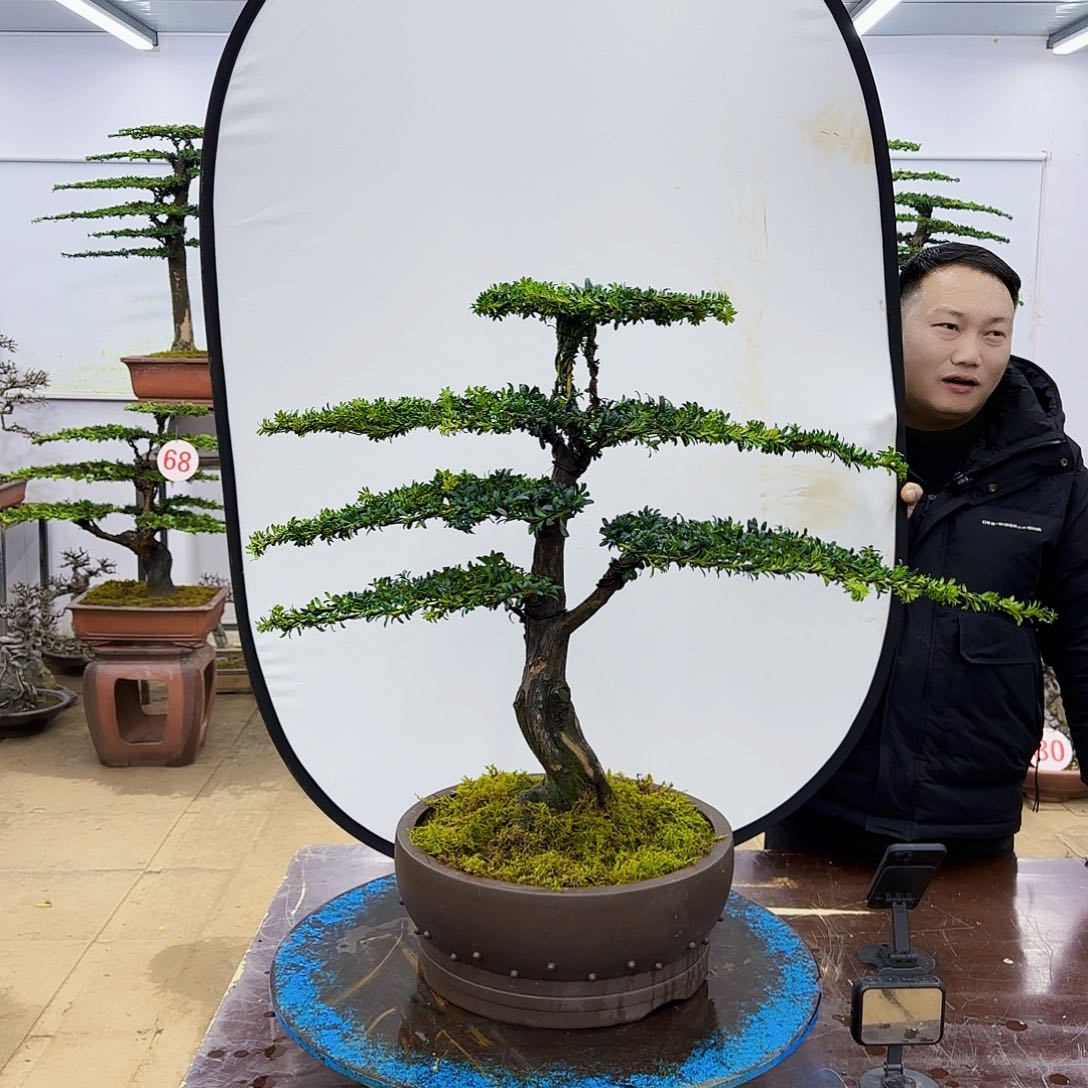 盆景欢迎大家一起来捡漏