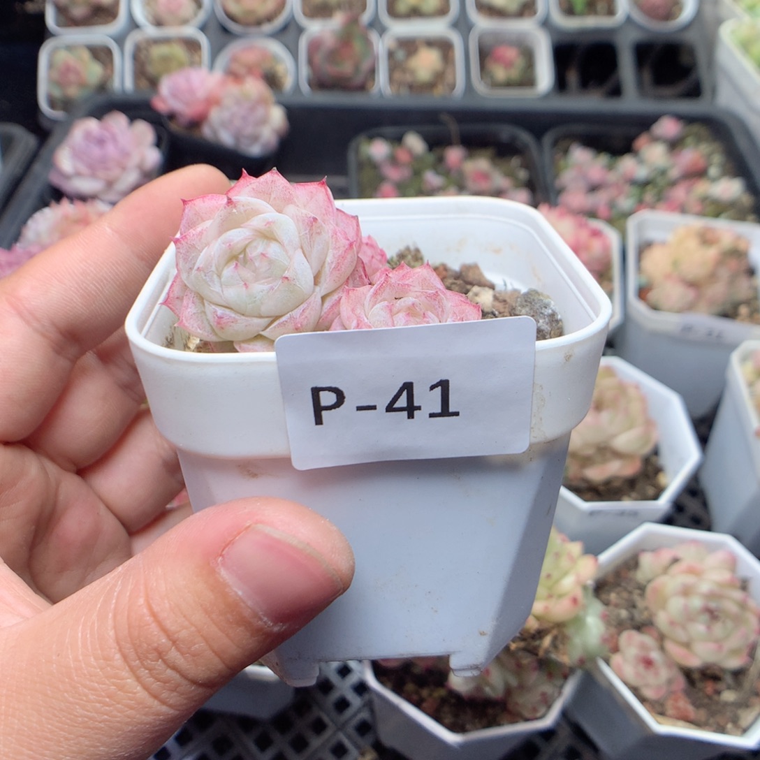 无花朵P41英语英语