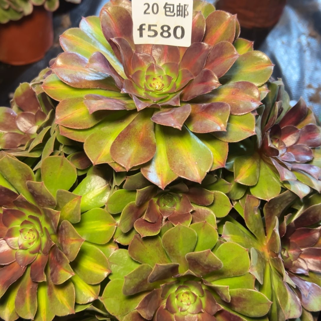 半***过580红茶，满20包邮嘟叮熊