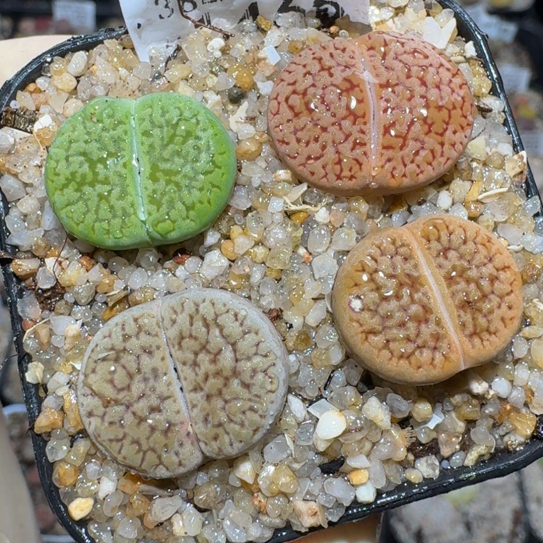 zzz生石花肉锥1456
