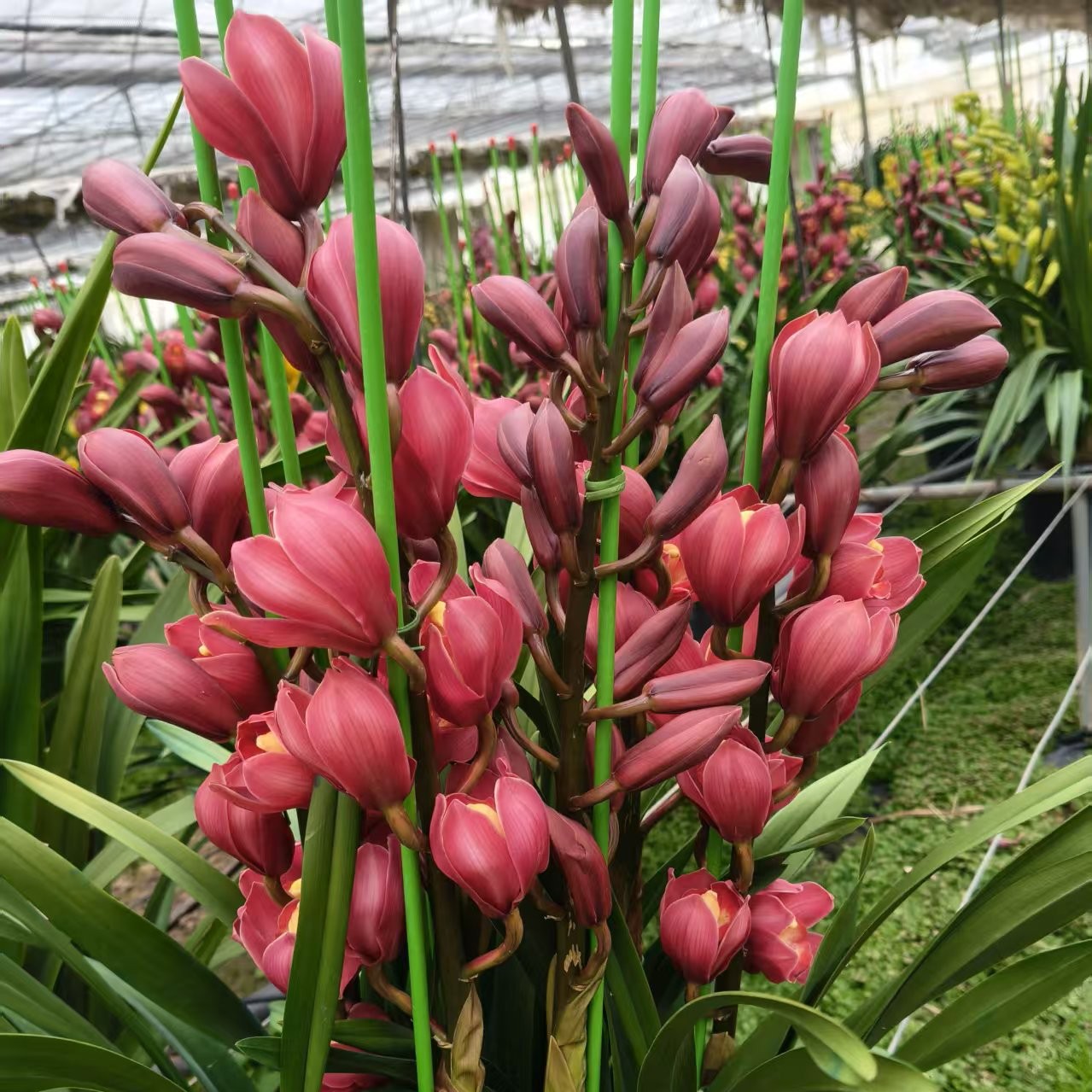 【红色直兰】年宵花（掉苞裂盆不包赔）七天以后不包售后