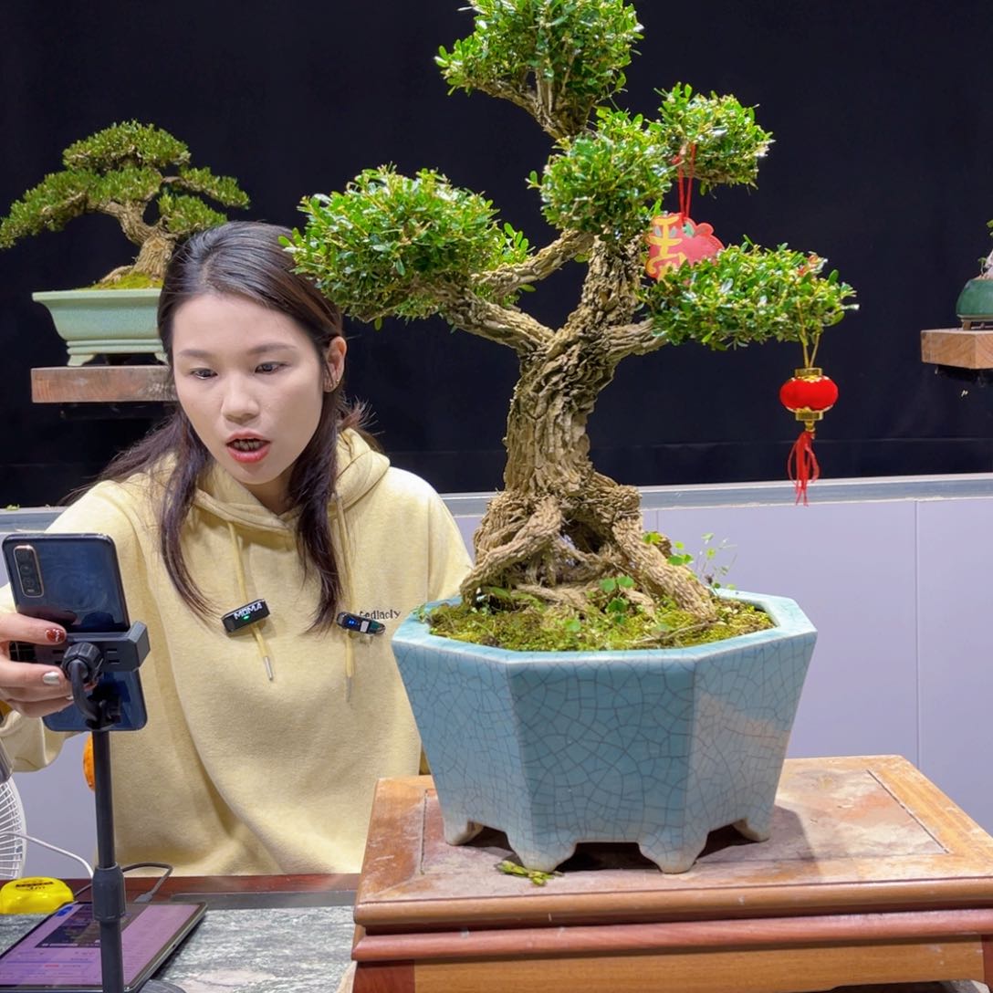 黄杨盆景雀舌软枝