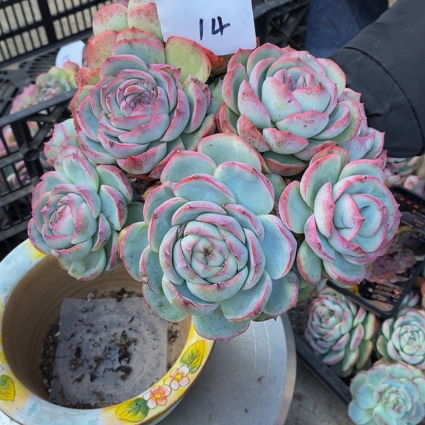 【闪购商品】郑****?多肉植物