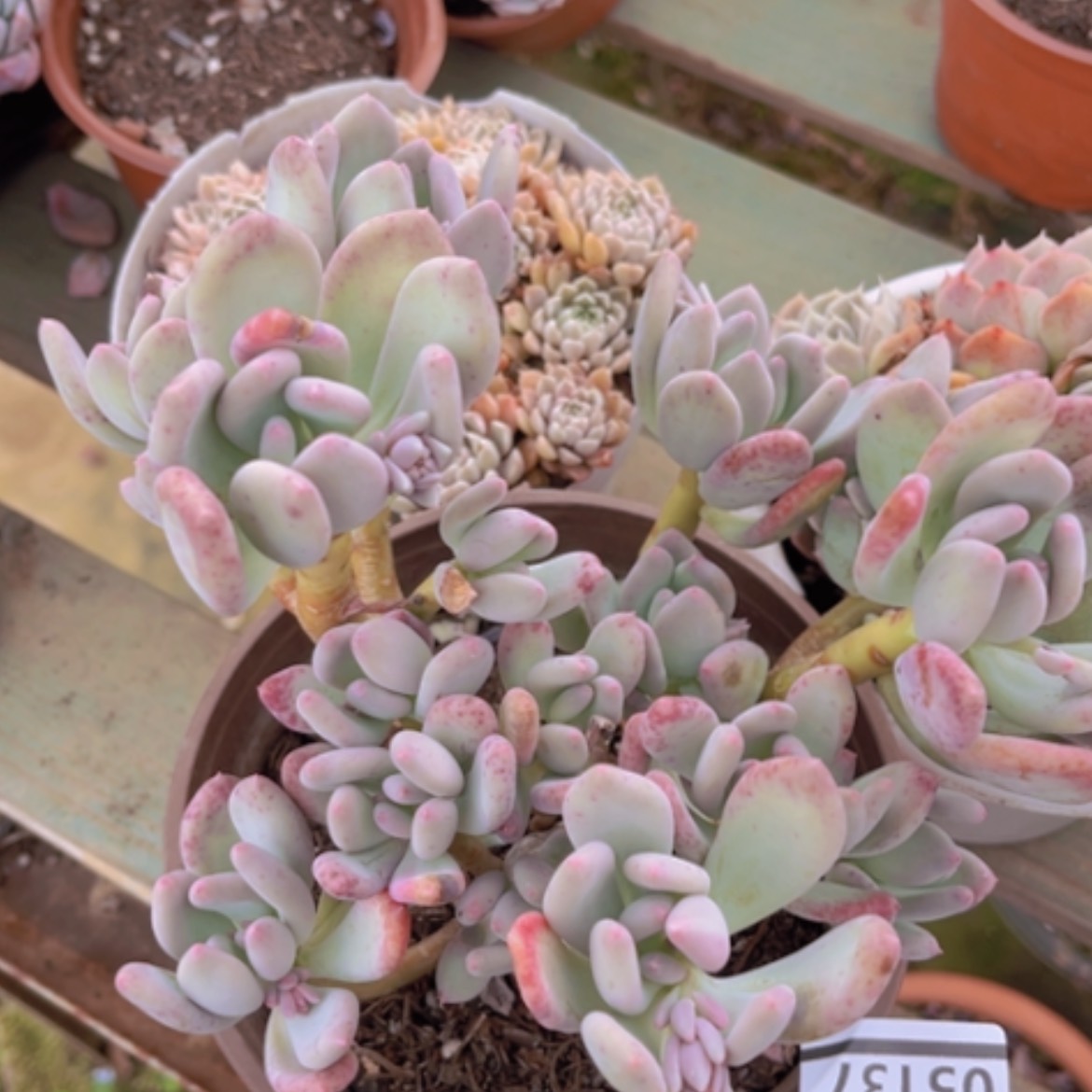 【闪购商品】三日月美人05137