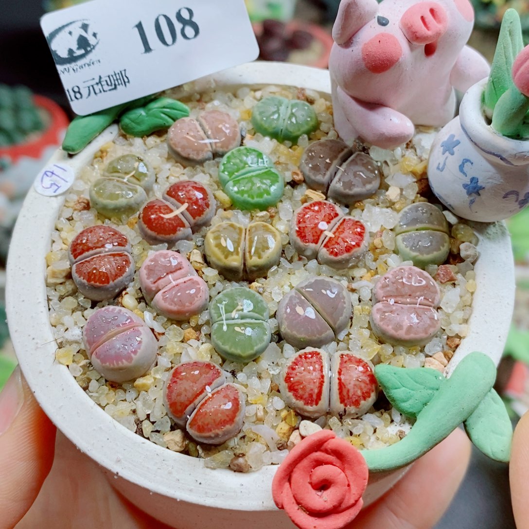 生石花花花花花花108