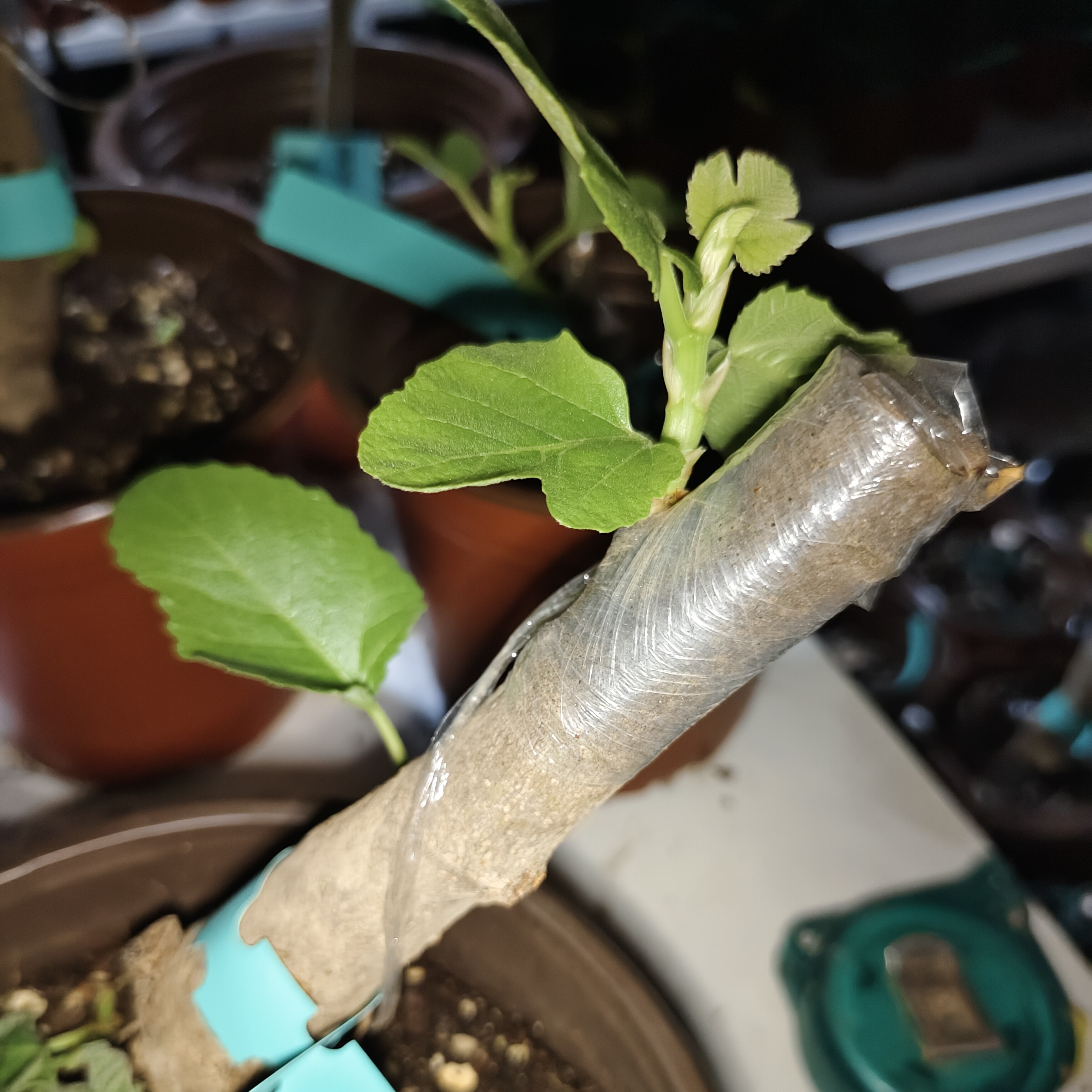 正版三裂万叶无花果，裸根嫁接，已展叶，原盆原土发货，不包换盆。