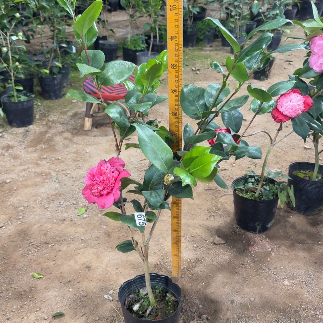 少量花朵（建议范围：2朵-5朵 或40%以下）675埃及