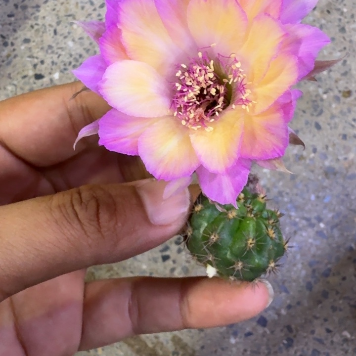200丽花极光歪3公分左右无根侧牙，20包邮