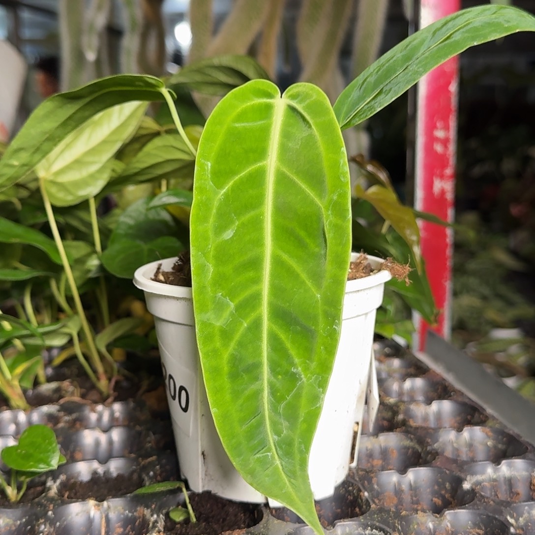 C***o完全开放T200火鹤后