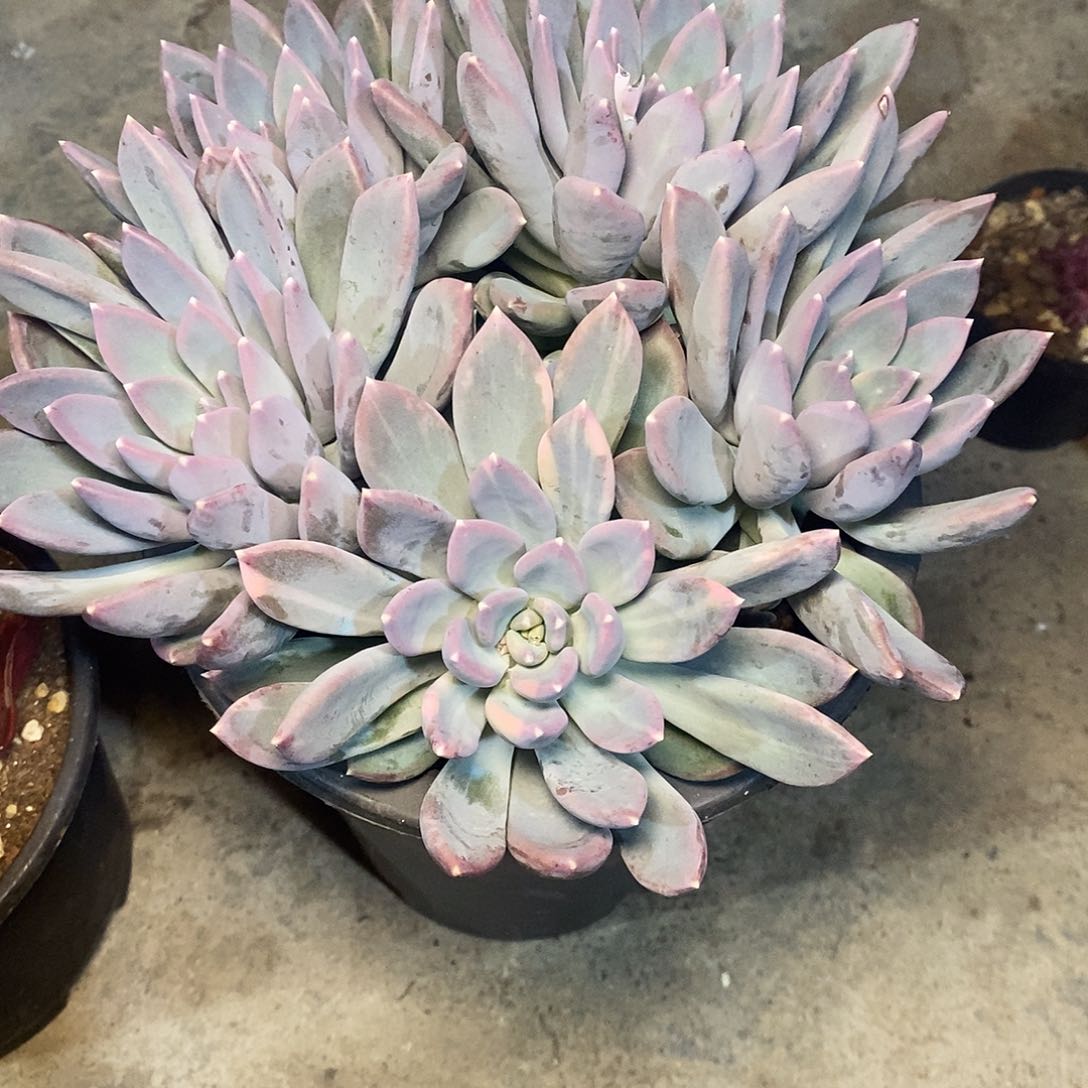 生***?一物一拍，美人杂锦